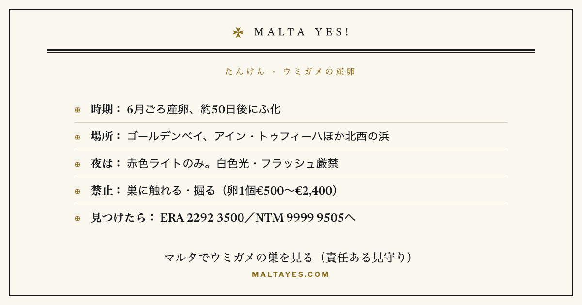 マルタでウミガメの巣を責任もって見る要点。アカウミガメは6月ごろ産卵し約50日後にふ化。実績のある浜はゴールデンベイ、アイン・トゥフィーハ、ヌエイナ、アーディラ、ゴゾ島のラムラ・ハムラ。夜は赤色ライトのみで白色光やフラッシュは禁止。巣に触れる・掘るのは犯罪で卵1個につき約€500〜€2,400の罰金。見つけたらERA(2292 3500)かNature Trust Malta(9999 9505)へ通報を。