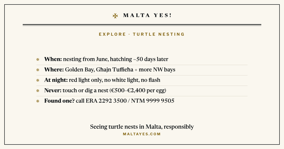 Seeing turtle nests in Malta responsibly: loggerheads nest from June and hatch about 50 days later; the beaches with a track record are Golden Bay, Għajn Tuffieħa, Gnejna, Għadira and Ramla l-Ħamra on Gozo; near a nest at night use red light only with no white light or flash; never touch or dig a nest, which carries a fine of about €500 to €2,400 per egg; report any sighting to ERA on 2292 3500 or Nature Trust Malta on 9999 9505.